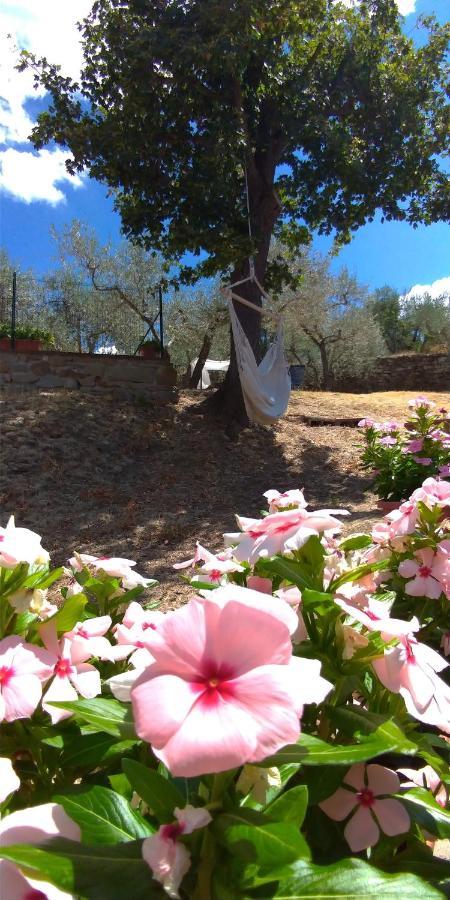 La Casa Tra Gli Ulivi Bed & Breakfast Cortona Dış mekan fotoğraf